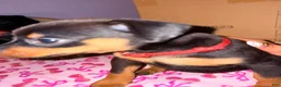 Miniature Pinscher dogs for sale: Luke - Ad 20