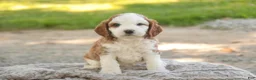 Cavapoo dogs for sale: Larry Cavapoo  - Ad 15