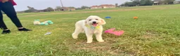Maltipoo dogs for sale: Bubbles - Ad 5