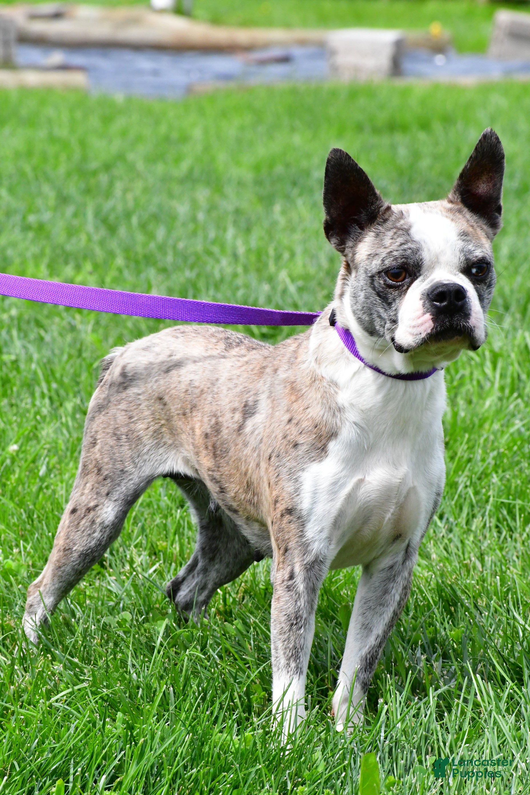 Boston Terrier dogs Liberty - Ad 29
