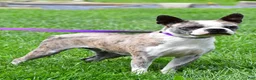 Boston Terrier dogs for sale: Liberty - Ad 1