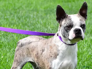 Boston Terrier dogs Liberty - Ad 29