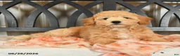 Bichpoo dogs for sale: Jade - Ad 10