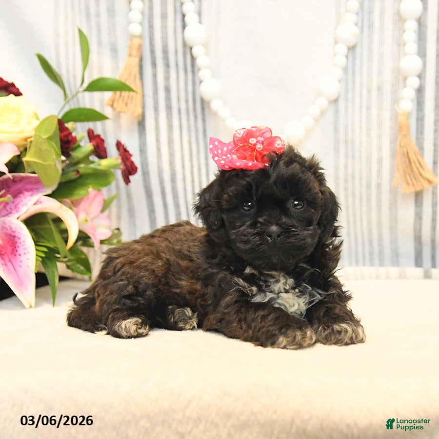 Shihpoo dogs Lacey - Ad 2