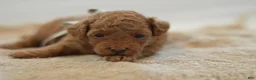 Miniature Poodle dogs for sale: Meeny - Ad 3