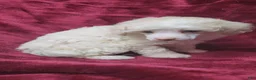 Miniature Poodle dogs for sale: AkC Cream Boy - Ad 4