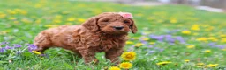 Goldendoodle dogs for sale: Loretta F1b - Ad 2