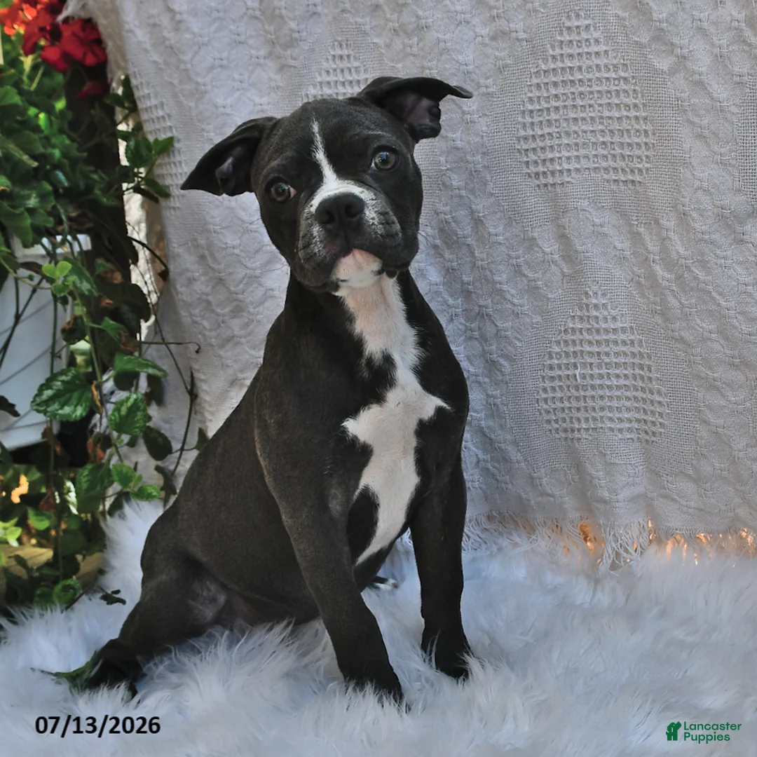 Frenchton dogs for sale: Rover - Ad 1