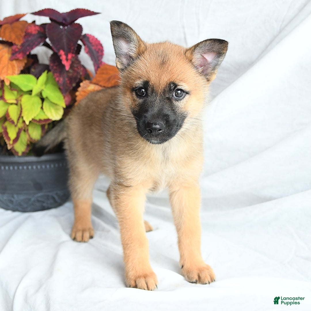 Mixed Breed dogs for sale: Thea - Ad 15