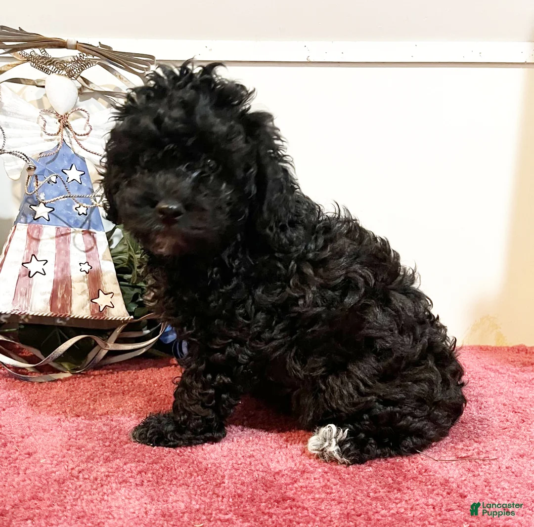Havapoo dogs for sale: Cocoa - Ad 1