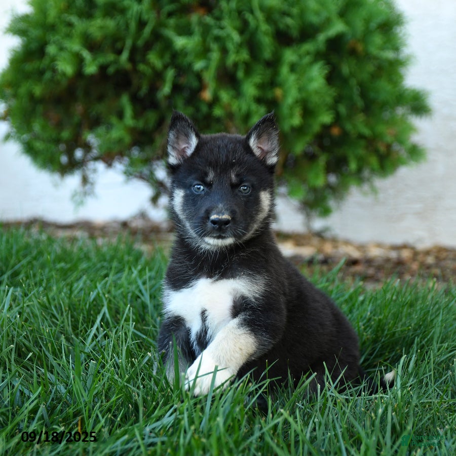 Gerberian Shepsky Puppies for sale | Lancaster Puppies