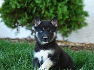 Gerberian Shepsky dogs - Ad 9