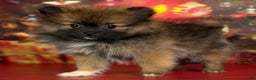 Pomeranian dogs for sale: Natasha  - Ad 4