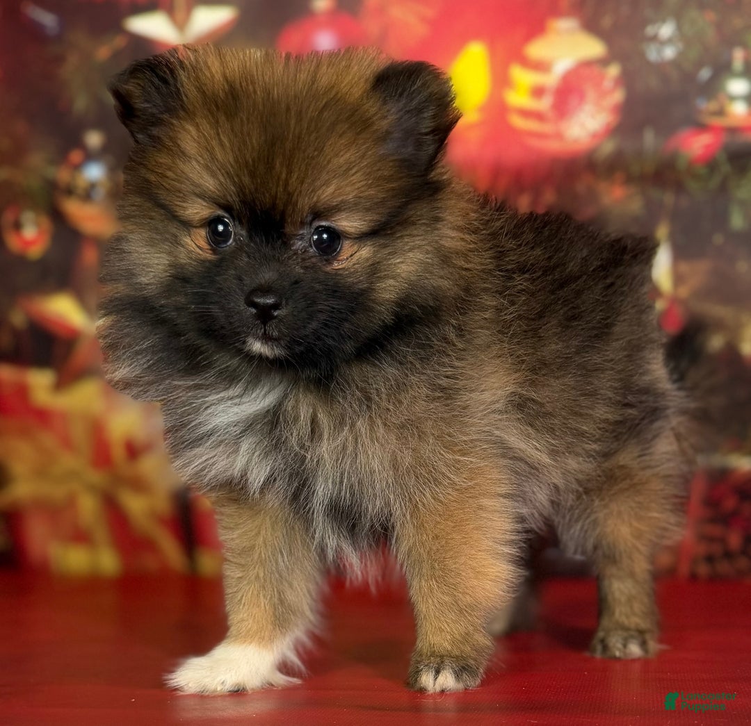 Pomeranian dogs for sale: Natasha  - Ad 4