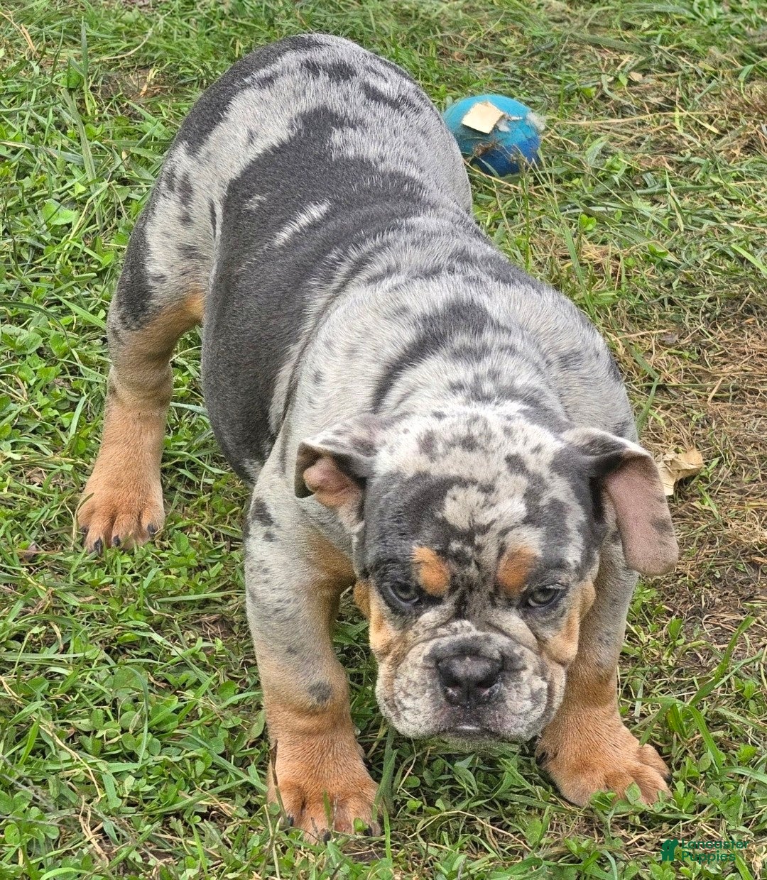 English Bulldog dogs Sparkle lilac and tan merle  - Ad 2