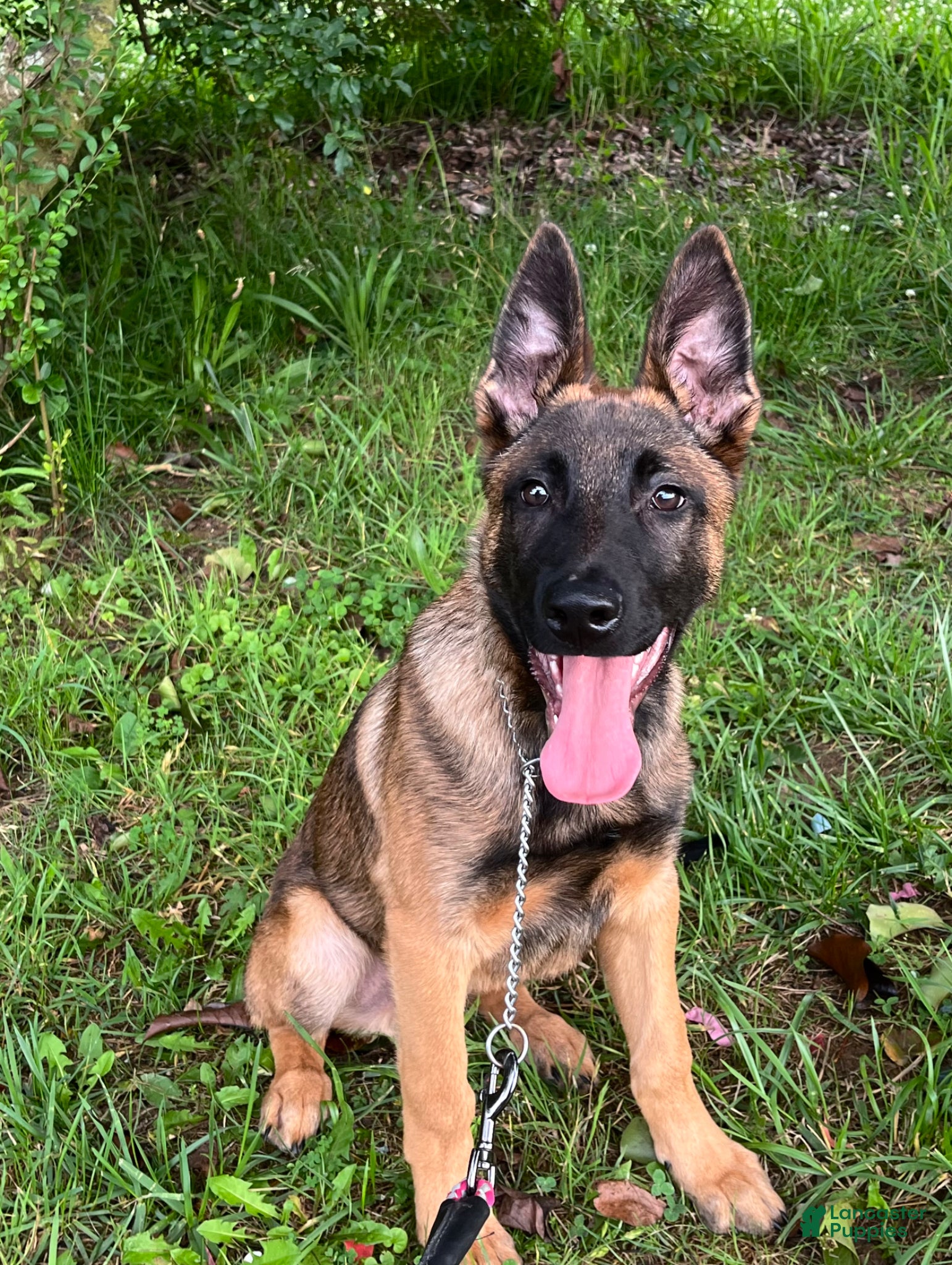 Mixed Breed dogs for sale: Mixed Breed Puppy 1 - Ad 6