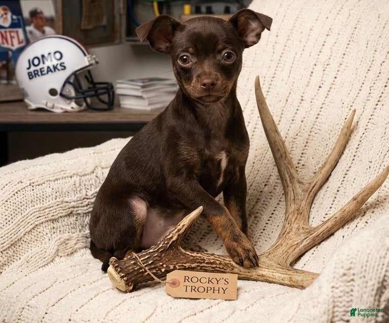 Chihuahua dogs Chihuahua  Puppy 1 - Ad 35