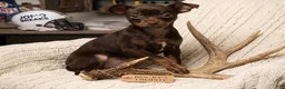 Chihuahua dogs for sale: Chihuahua  Puppy 1 - Ad 1