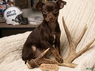 Chihuahua dogs Chihuahua Puppy 1 - Ad 35