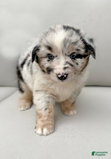 Miniature Australian Shepherd dogs Isla - Ad 1