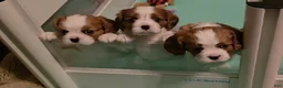 Cavalier King Charles Spaniel dogs for sale: Cavalier King Charles Spaniel 2 - Ad 2