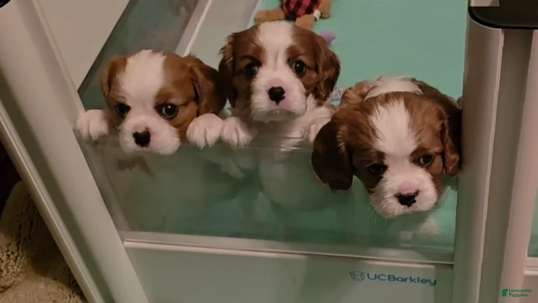 Cavalier King Charles Spaniel dogs for sale: Cavalier King Charles Spaniel 2 - Ad 2
