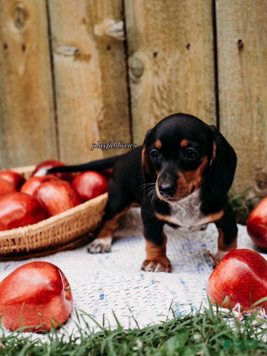 Miniature Dachshund dogs DNA Clear Black & Tan Piebald Smooth Coat Dachshund Puppy - Ad 13