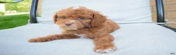 Miniature Poodle dogs for sale: Dahlia 🐶 - Ad 1