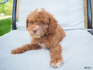 Miniature Poodle dogs for sale: Dahlia 🐶 - Ad 1