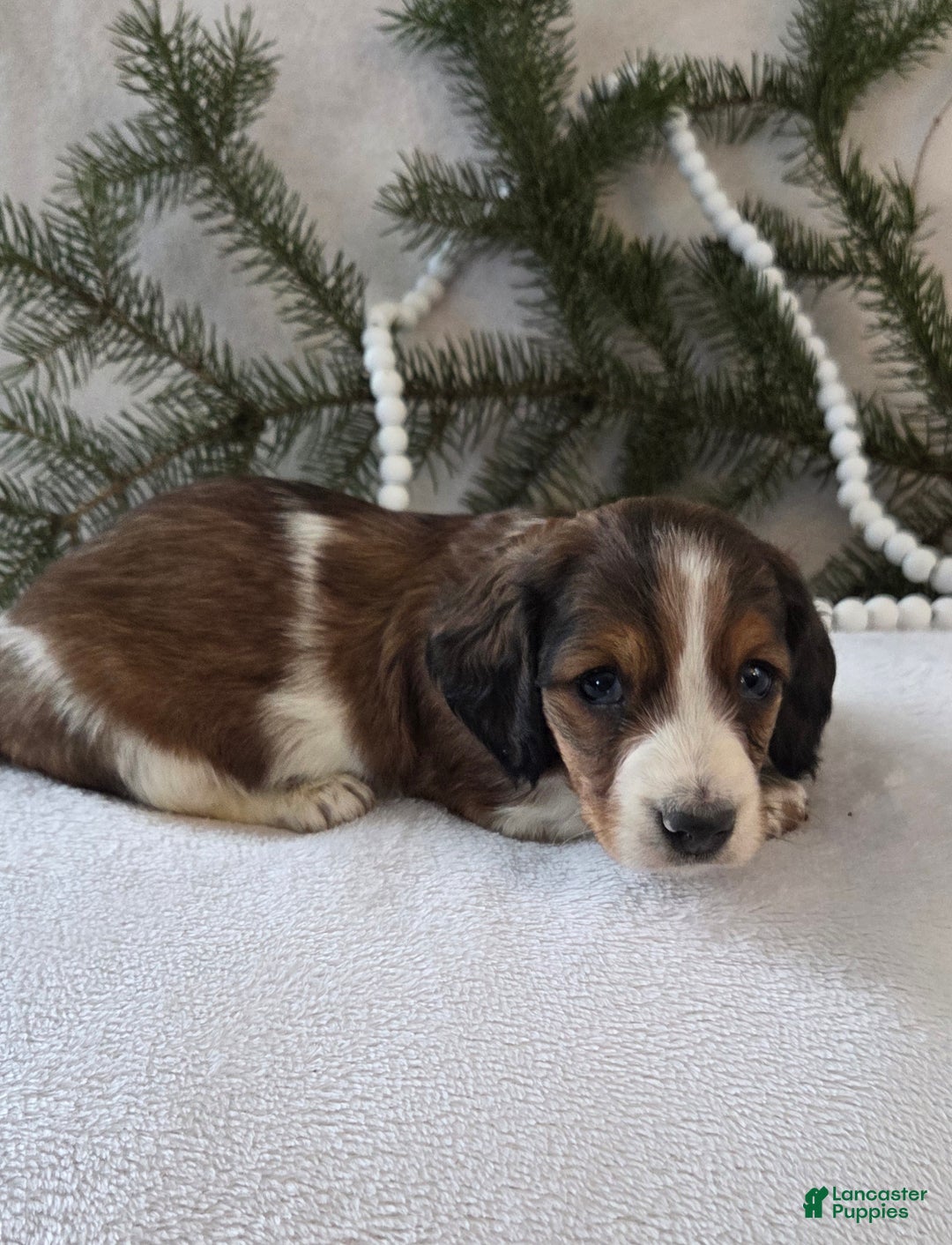 Miniature Dachshund dogs for sale: Peppermint  - Ad 7