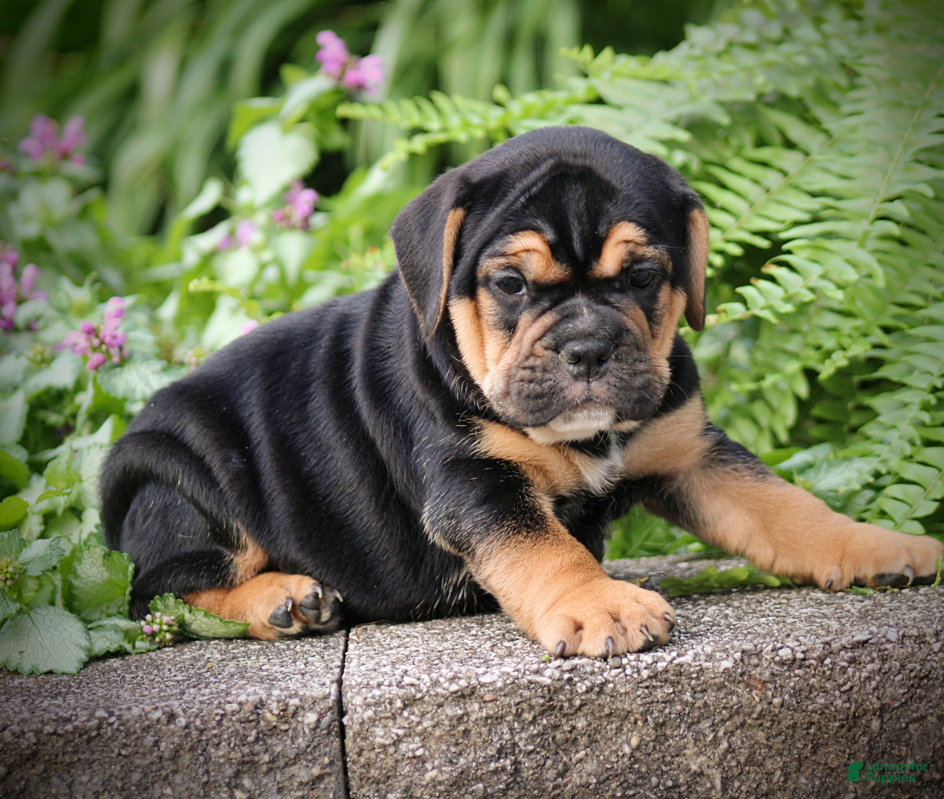 Beabull dogs Brooklyn - Ad 2