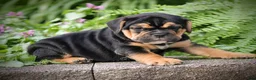 Beabull dogs for sale: Brooklyn - Ad 2