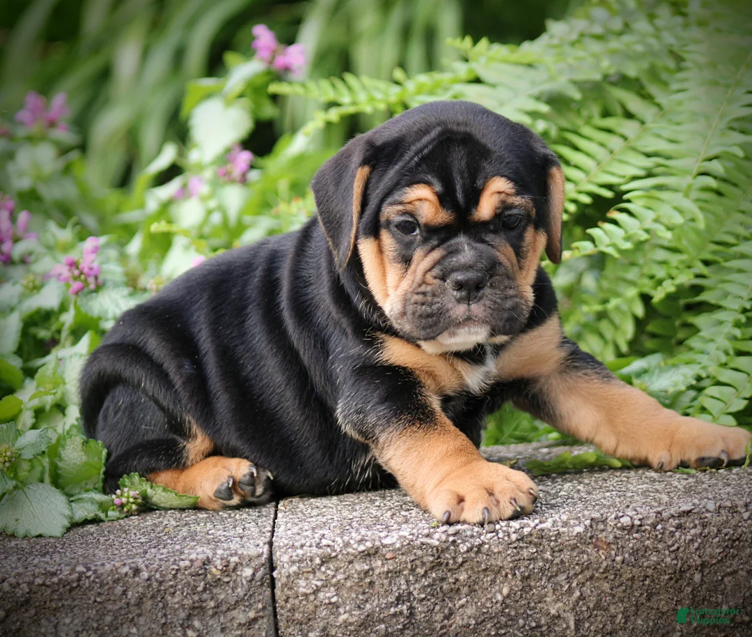 Beabull dogs for sale: Brooklyn - Ad 2