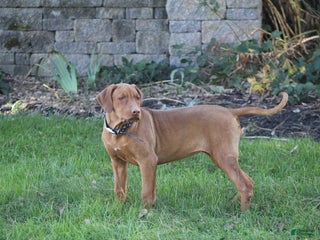 Rhodesian Ridgeback dogs - Ad 1