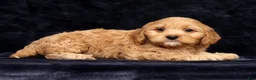 Cavapoo dogs for sale: Scotty - Ad 7