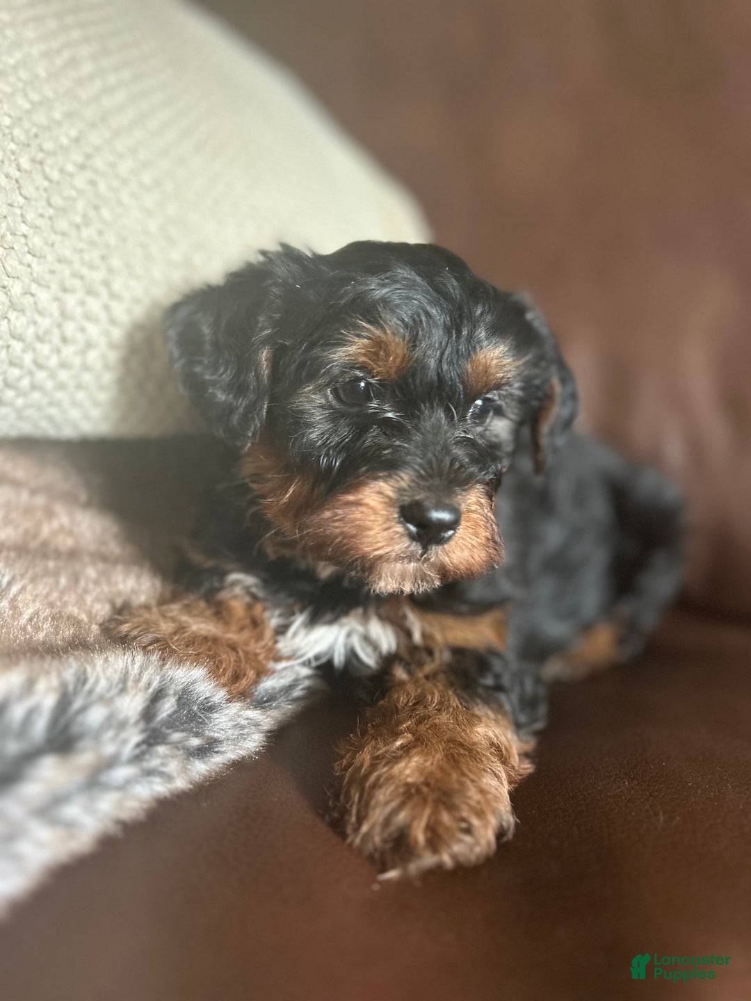 Yorkiepoo dogs for sale: Rocky - Ad 4