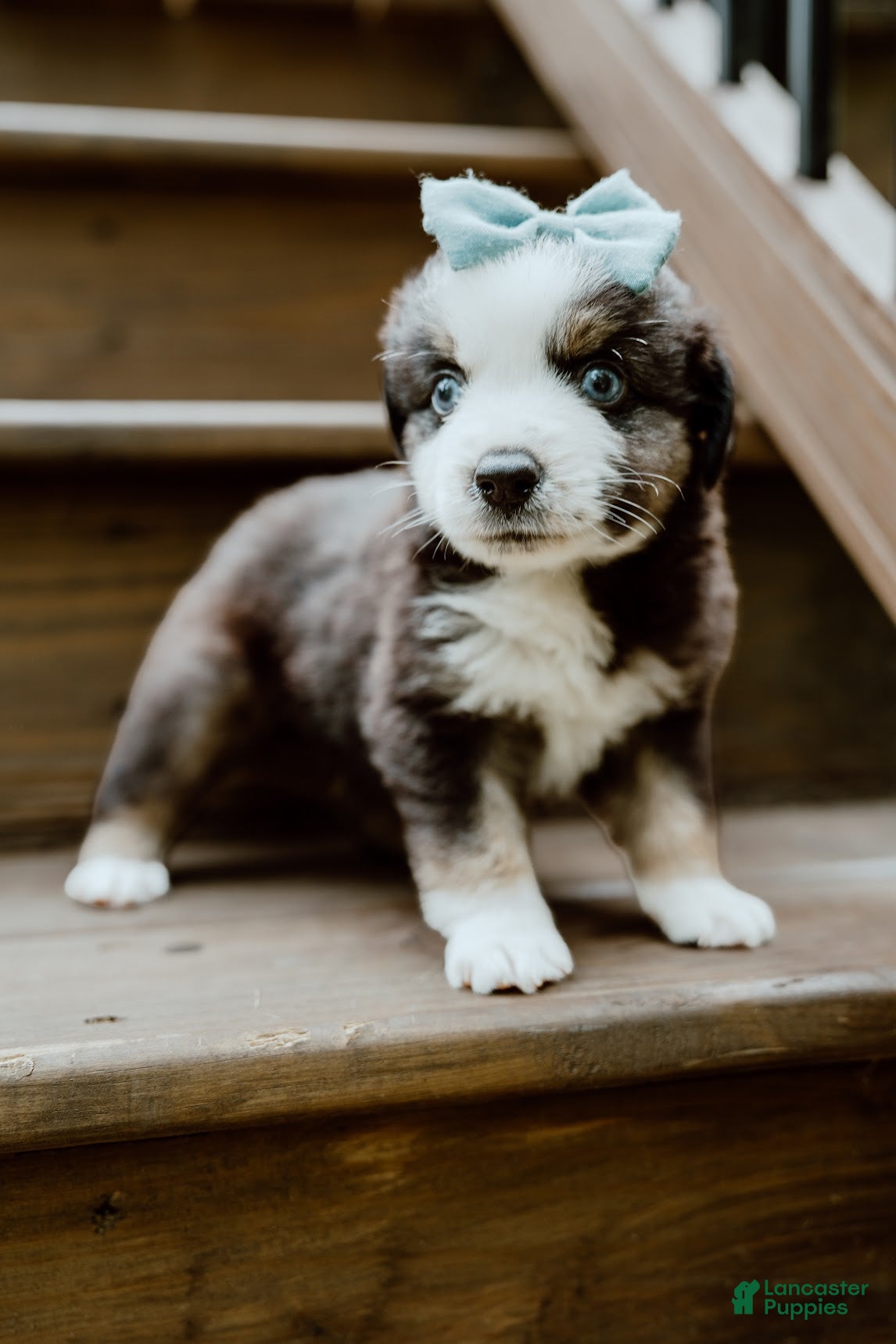 Miniature Australian Shepherd dogs Blue - Ad 2