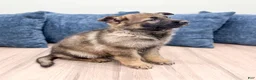 German Shepherd dogs for sale: Biffy - Ad 4