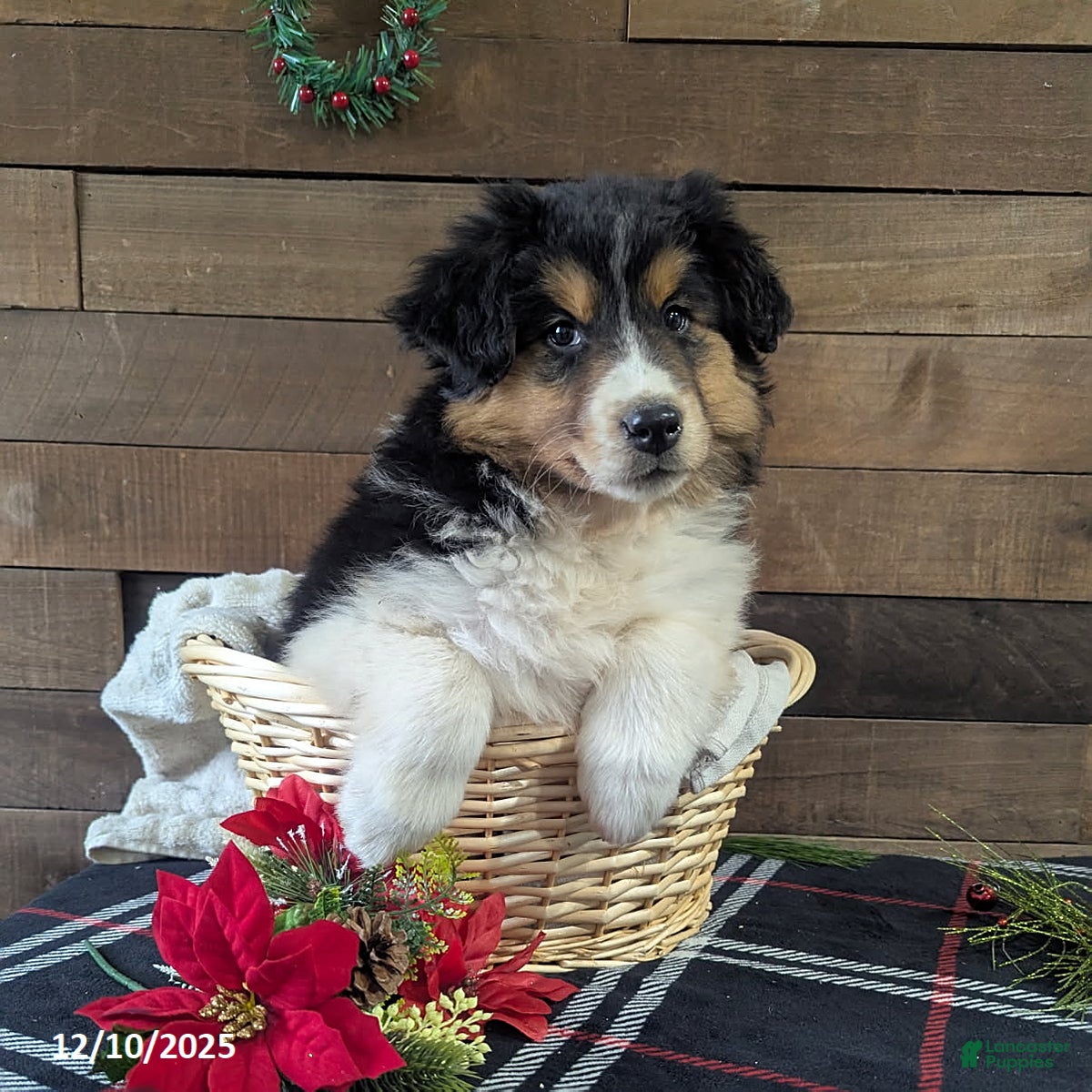 Mixed Breed dogs Abby - Ad 38