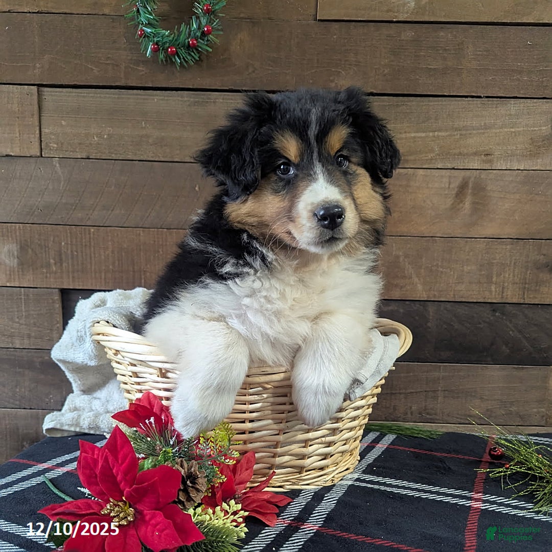 Mixed Breed dogs for sale: Abby - Ad 1