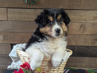 Mixed Breed dogs Abby - Ad 22