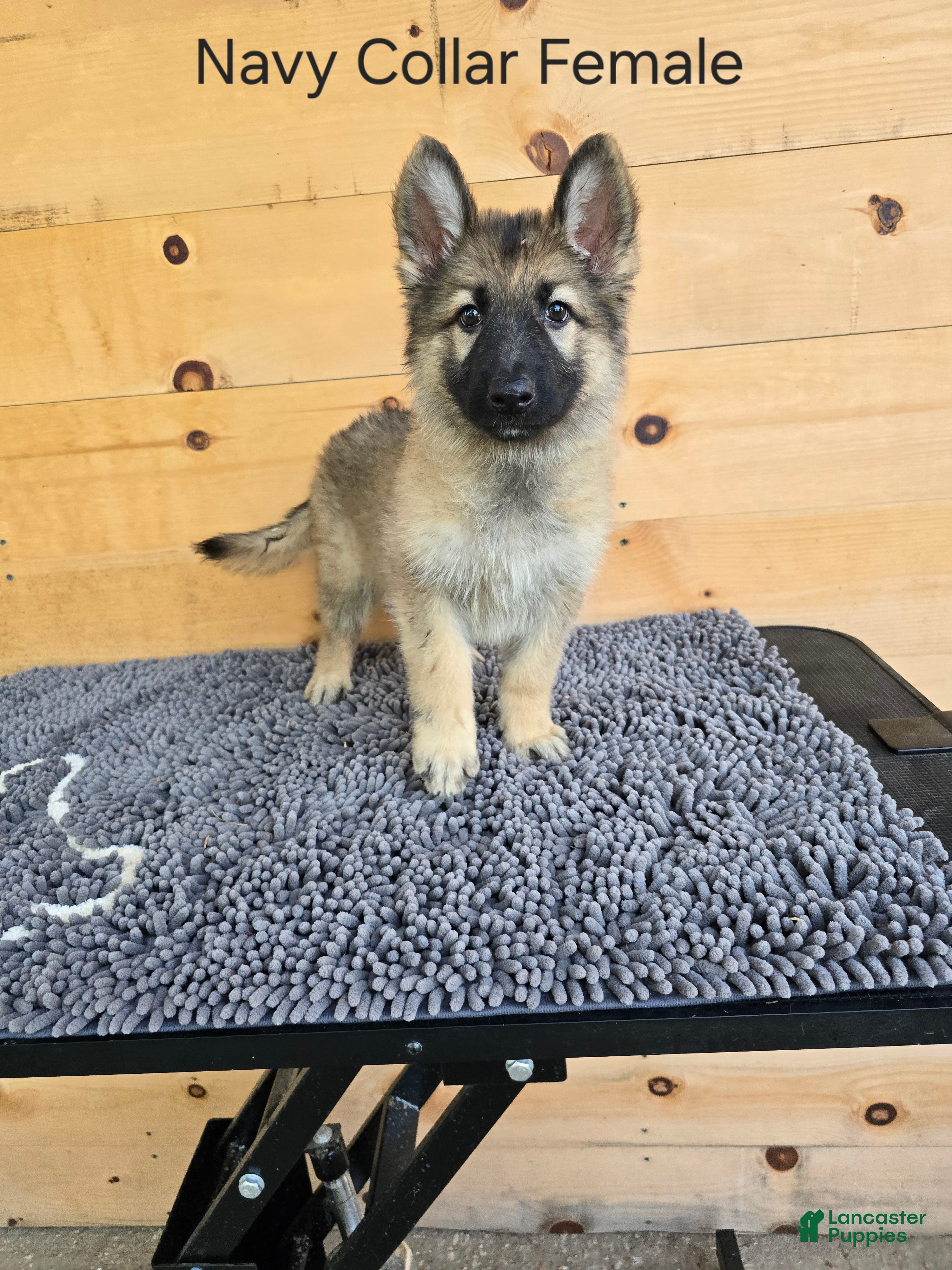 German Shepherd dogs German Shepherd 3 - Ad 1