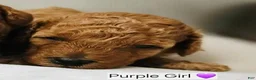 Toy Poodle dogs for sale: Toy Poodle 3 - Ad 4