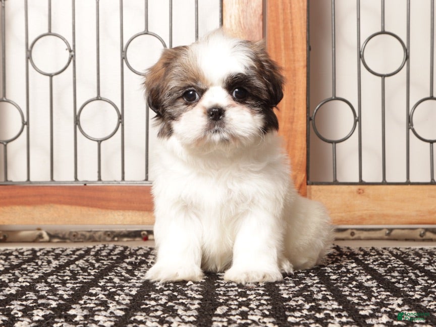 Shih Tzu dogs Pebbles Female Shih Tzu - Ad 2