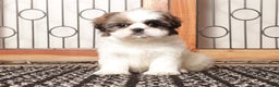 Shih Tzu dogs for sale: Pebbles Female Shih Tzu - Ad 1