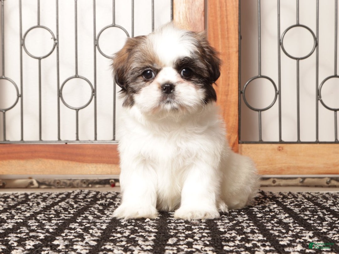 Shih Tzu dogs for sale: Pebbles Female Shih Tzu - Ad 1