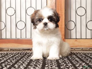 Shih Tzu dogs Pebbles Female Shih Tzu - Ad 20