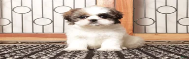 Pebbles Female Shih Tzu