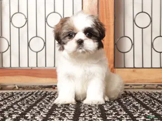 Shih Tzu dogs Pebbles Female Shih Tzu - Ad 5