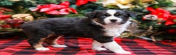 Miniature Australian Shepherd dogs for sale: Faith - Ad 6